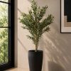 Olive Plant (PL1137)