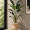 Banana Plant (PL1138)