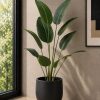 Banana Palm (PL1139)