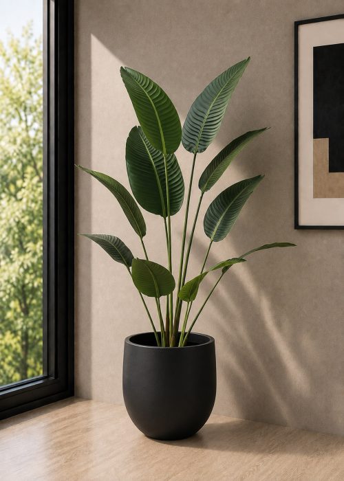 Banana Palm (PL1139)