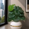 Farfugium japonicum Plant (PL1143)
