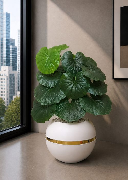 Farfugium japonicum Plant (PL1143)
