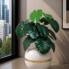 Elephant Ear Plant (PL1145)