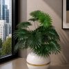 Chinese Fan Palm (PL1146)