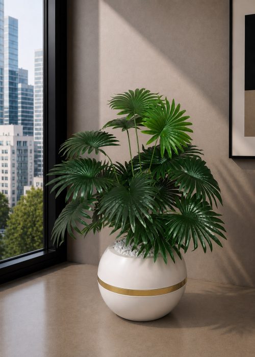 Chinese Fan Palm (PL1146)