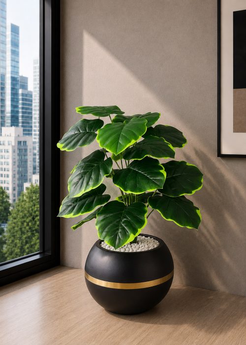 Pothos Plant (PL1147)