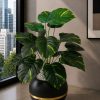 Money Plant (PL1148)