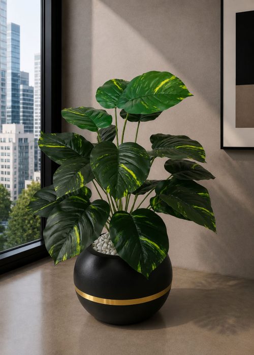 Money Plant (PL1148)