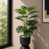 Monstera Plant (PL1153)