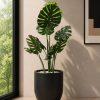 Monstera Plant (PL1154)