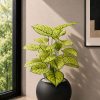 Caladium Plant (PL1155)
