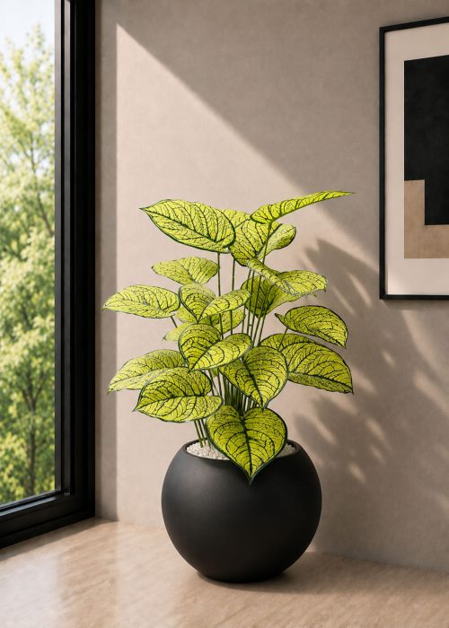 Caladium Plant (PL1155)