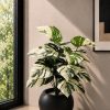 Monstera Plant (PL1156)