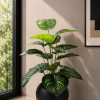 Calathea Plant (PL1157)