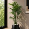 Areca Plam (PL1158)
