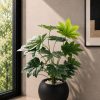Fan Palm (PL1160)