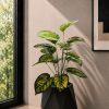 Calathea Plant (PL1161)