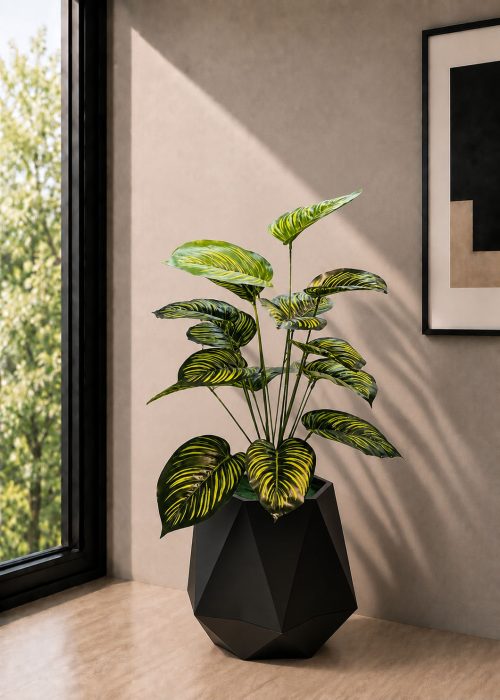 Calathea Plant (PL1161)