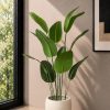 Banana Plant (PL1162)