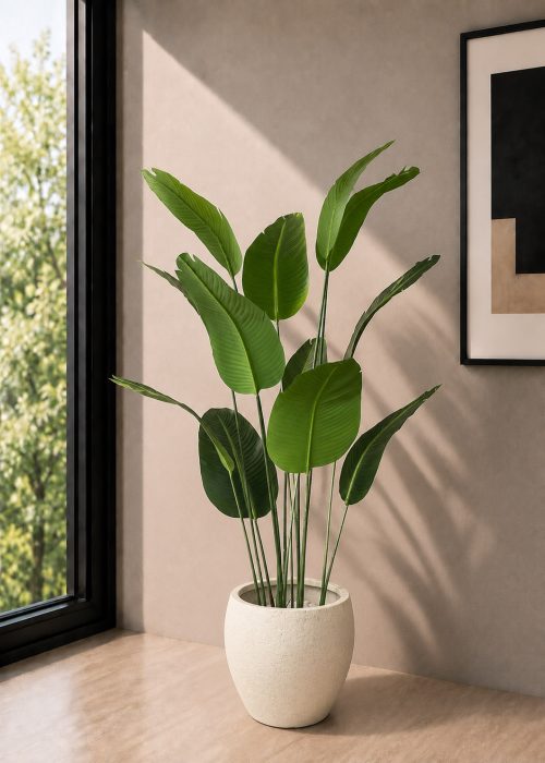 Banana Plant (PL1162)