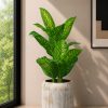Dumb Cane (PL1164)