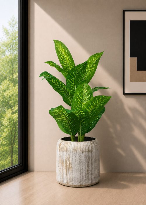 Dumb Cane (PL1164)