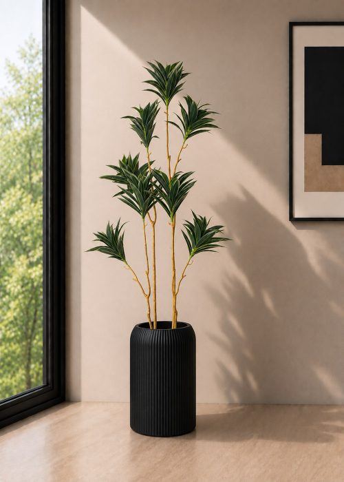 Dracaena Plant With Planter (PL1167)