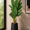 Banana Plant (PL1168)