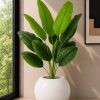 Banana Plant (PL1169)