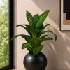 Dieffenbachia Plant (PL1170)