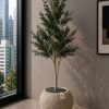 Olive Tree (PL1171)