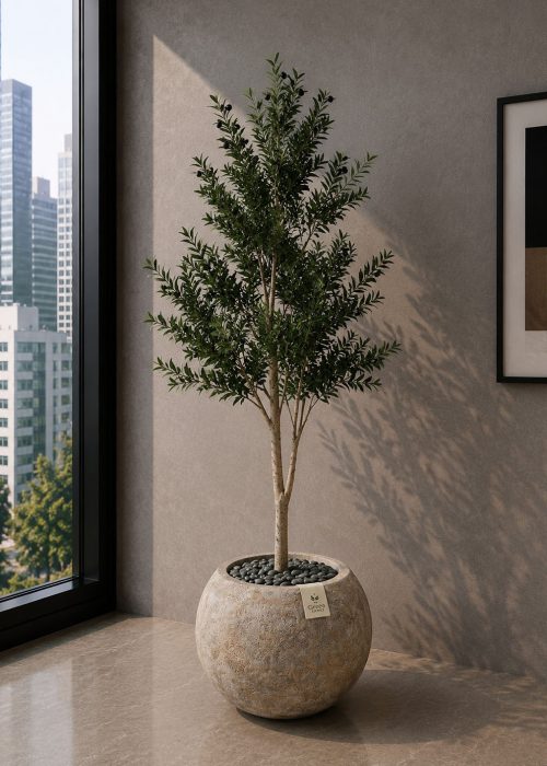 Olive Tree (PL1171)