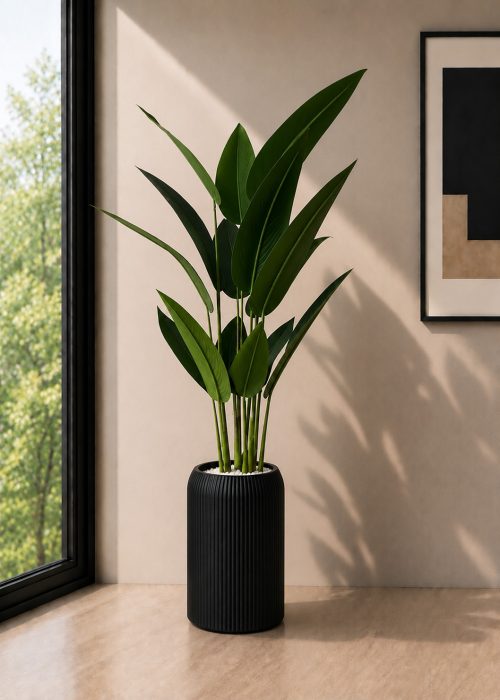 Bird of Paradise Plant (PL1172)