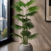 Fan Palm (PL1173)