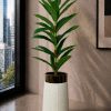 Dracaena Plant (PL1175)
