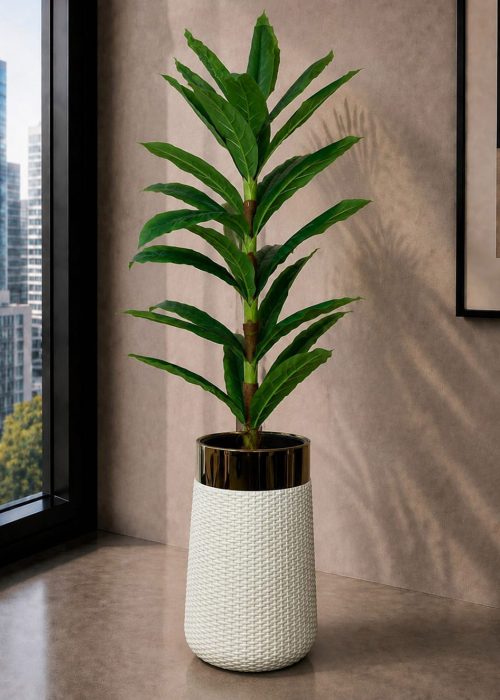Dracaena Plant (PL1175)