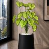Caladium Plant (PL1176)