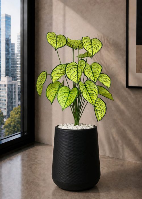 Caladium Plant (PL1176)