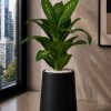 Dieffenbachia Plant (PL1178)