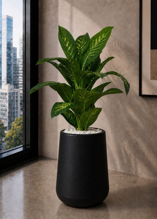 Dieffenbachia Plant (PL1178)