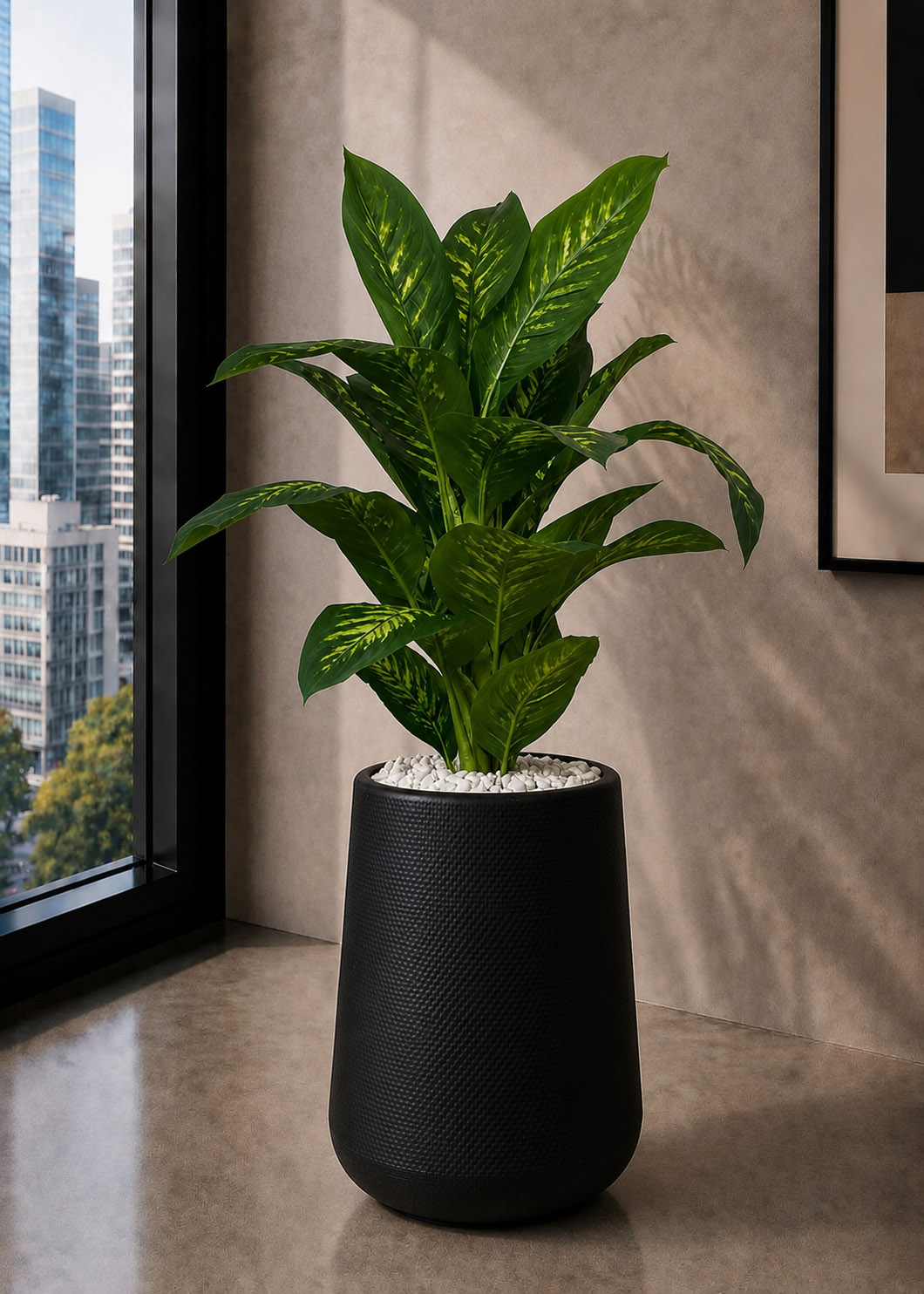 Dieffenbachia Plant (PL1178)