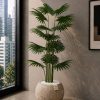 Fan Palm (PL1180)