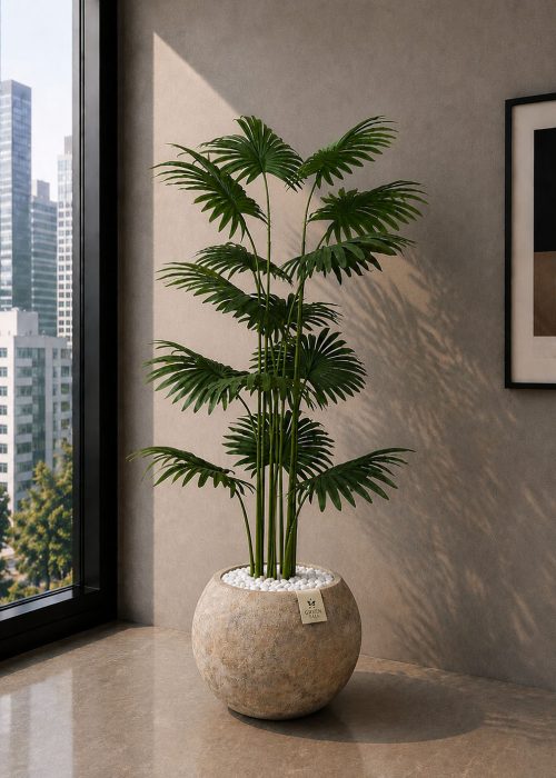 Fan Palm (PL1180)