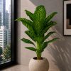 Dieffenbachia Plant (PL1181)