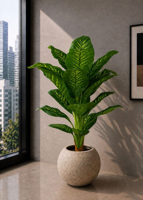 Dieffenbachia Plant (PL1181)