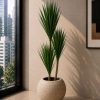 Dracaena Marginata Plant (PL1182)