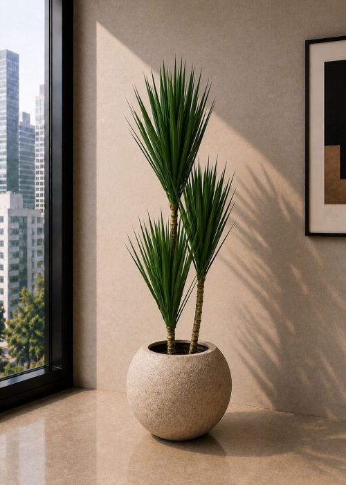 Dracaena Marginata Plant (PL1182)