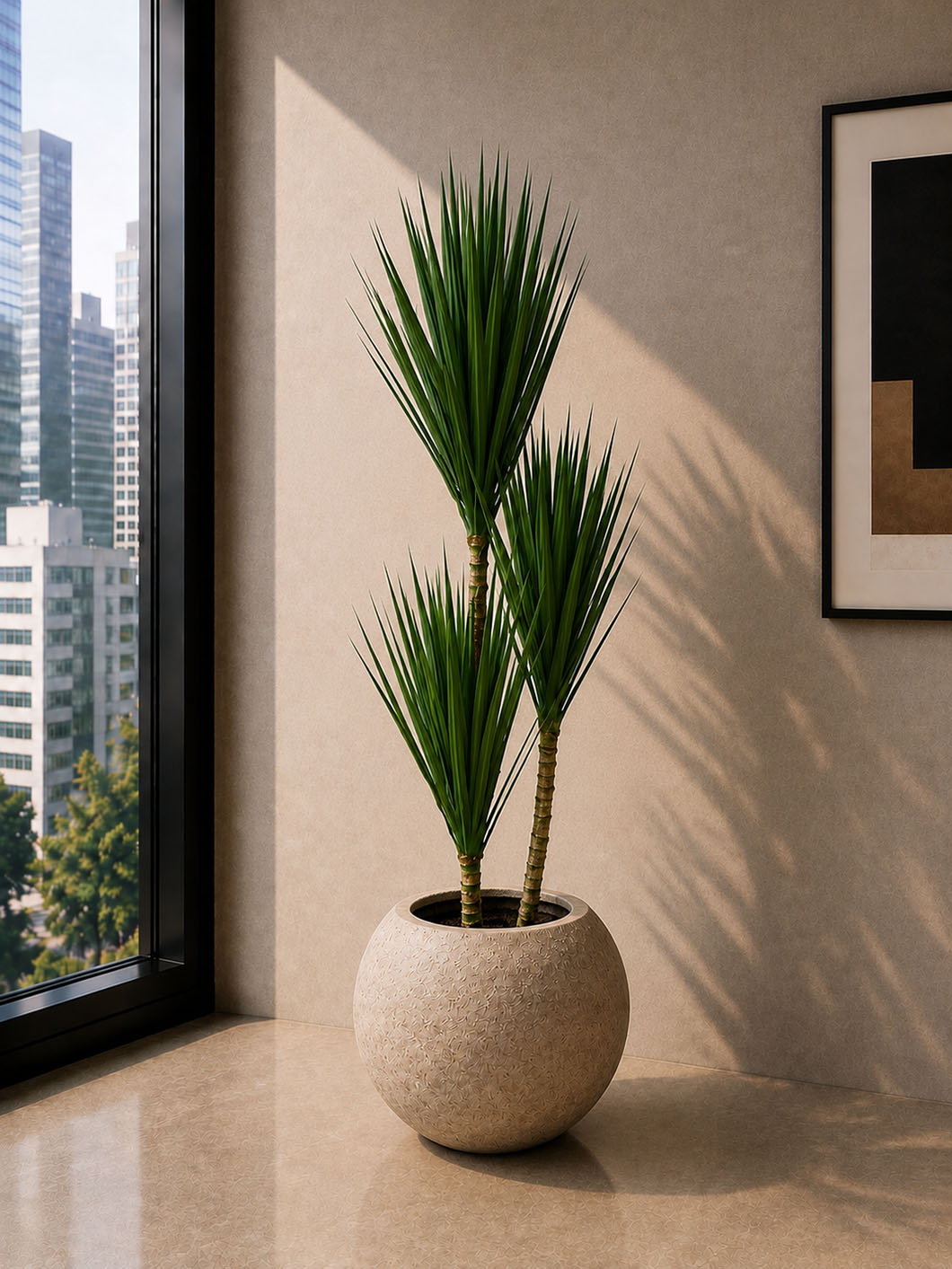 Dracaena Marginata Plant (PL1182)