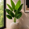Banana Plant (PL1183)