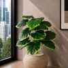 Pothos Plant (PL1184)